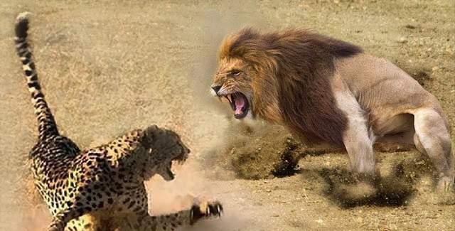 动物世界动物抢夺最新动态及观点论述