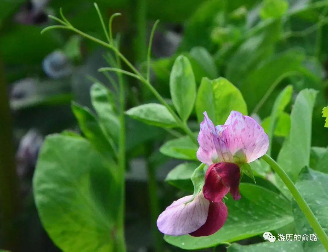 北仑最新土拍房揭秘,小巷中的隐藏宝藏