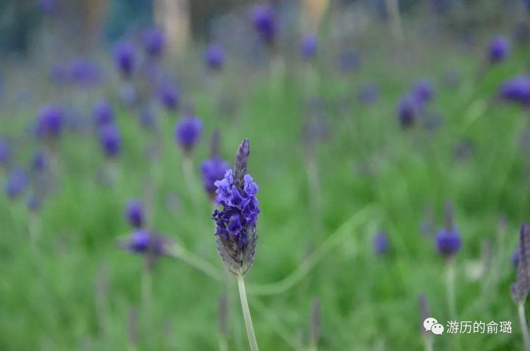 北仑最新土拍房揭秘,小巷中的隐藏宝藏