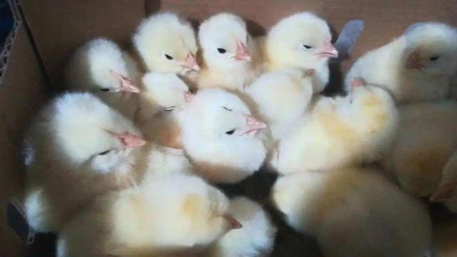 白羽鸡价格最新动态与旅行探索的美景体验