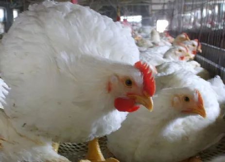 白羽鸡价格最新动态与旅行探索的美景体验