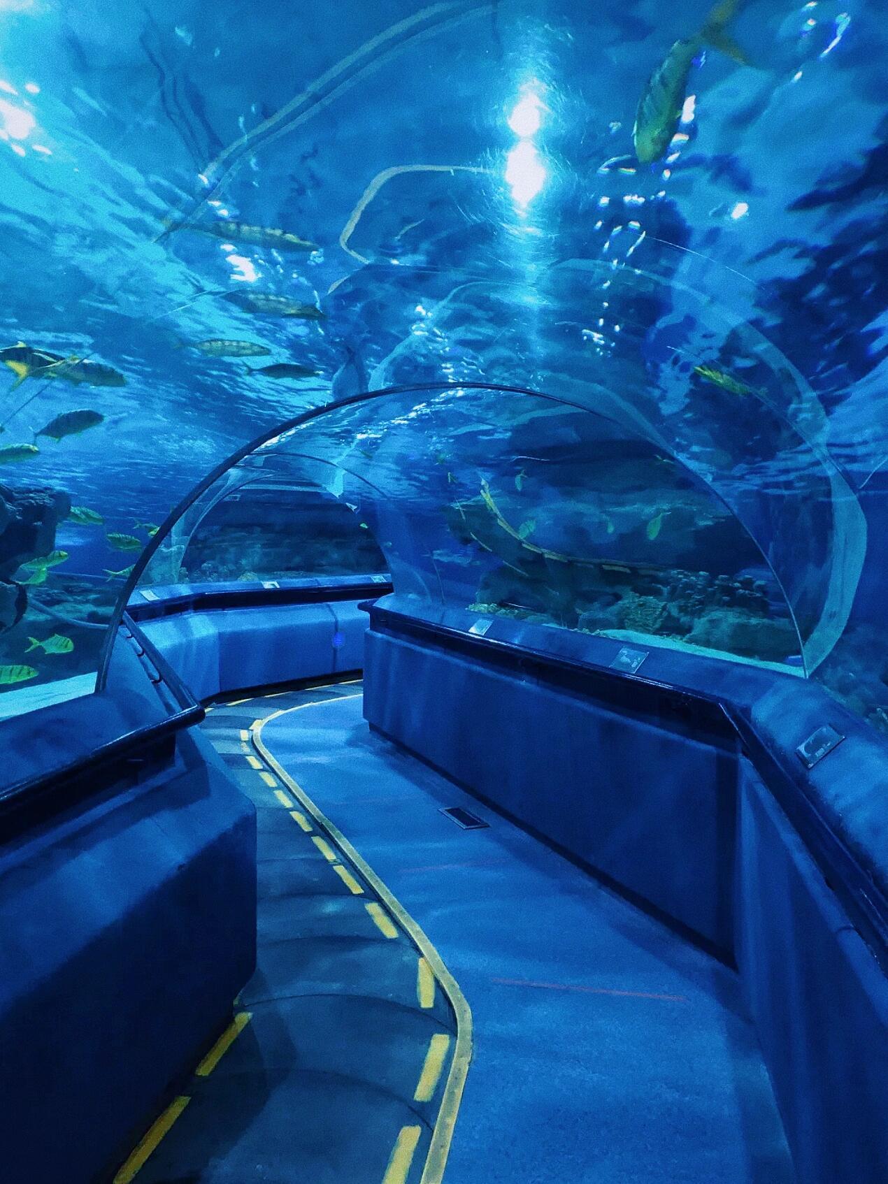 北京海洋馆最新探秘,梦幻海底奇观🐬