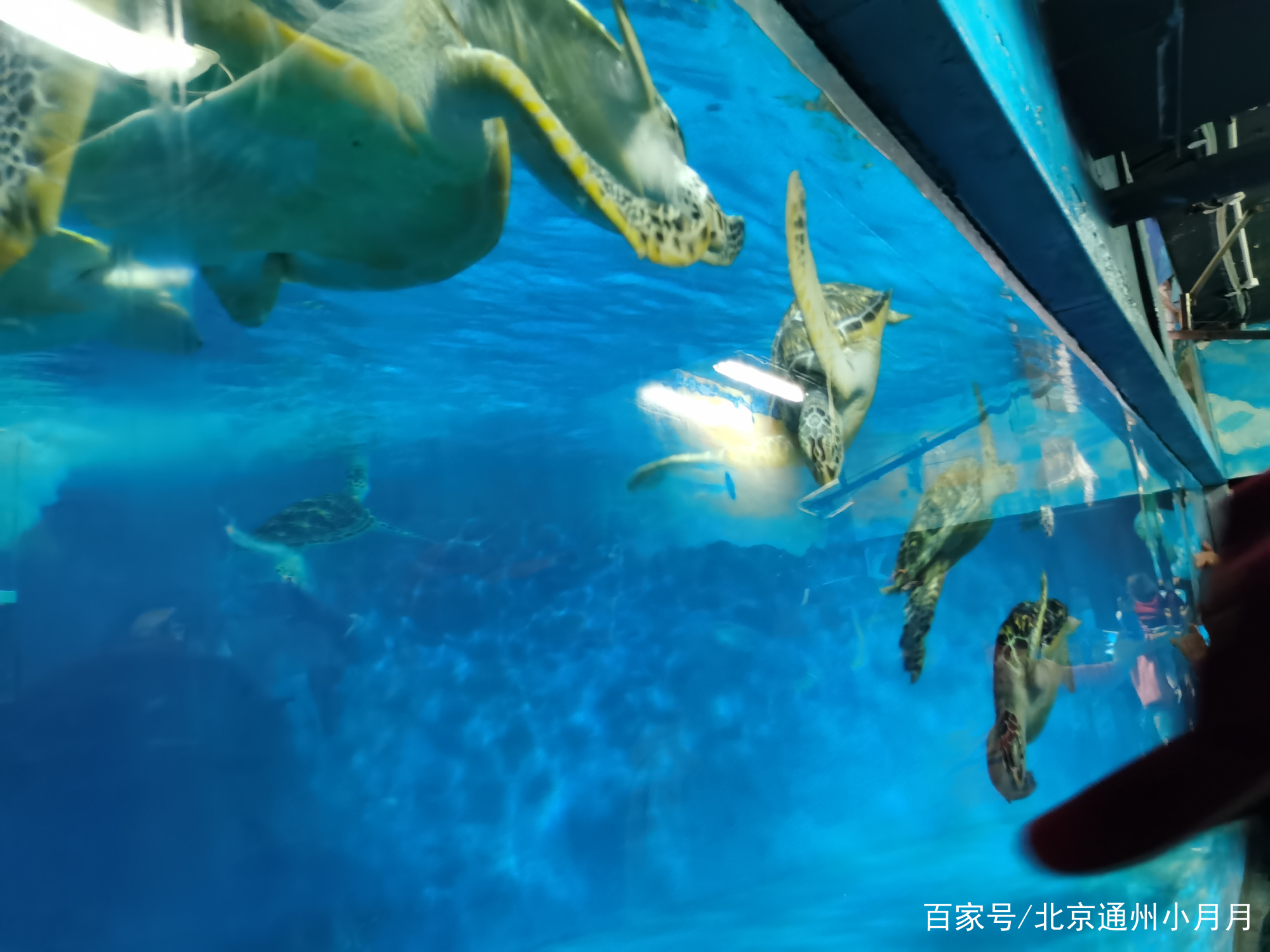 北京海洋馆最新探秘,梦幻海底奇观🐬