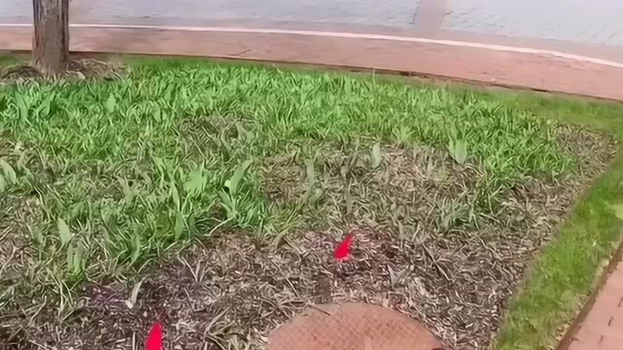 美国疫情最新动态更新,最新疫病消息汇总