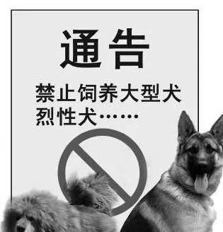 日照禁养犬最新通知及其背后的温情故事概述