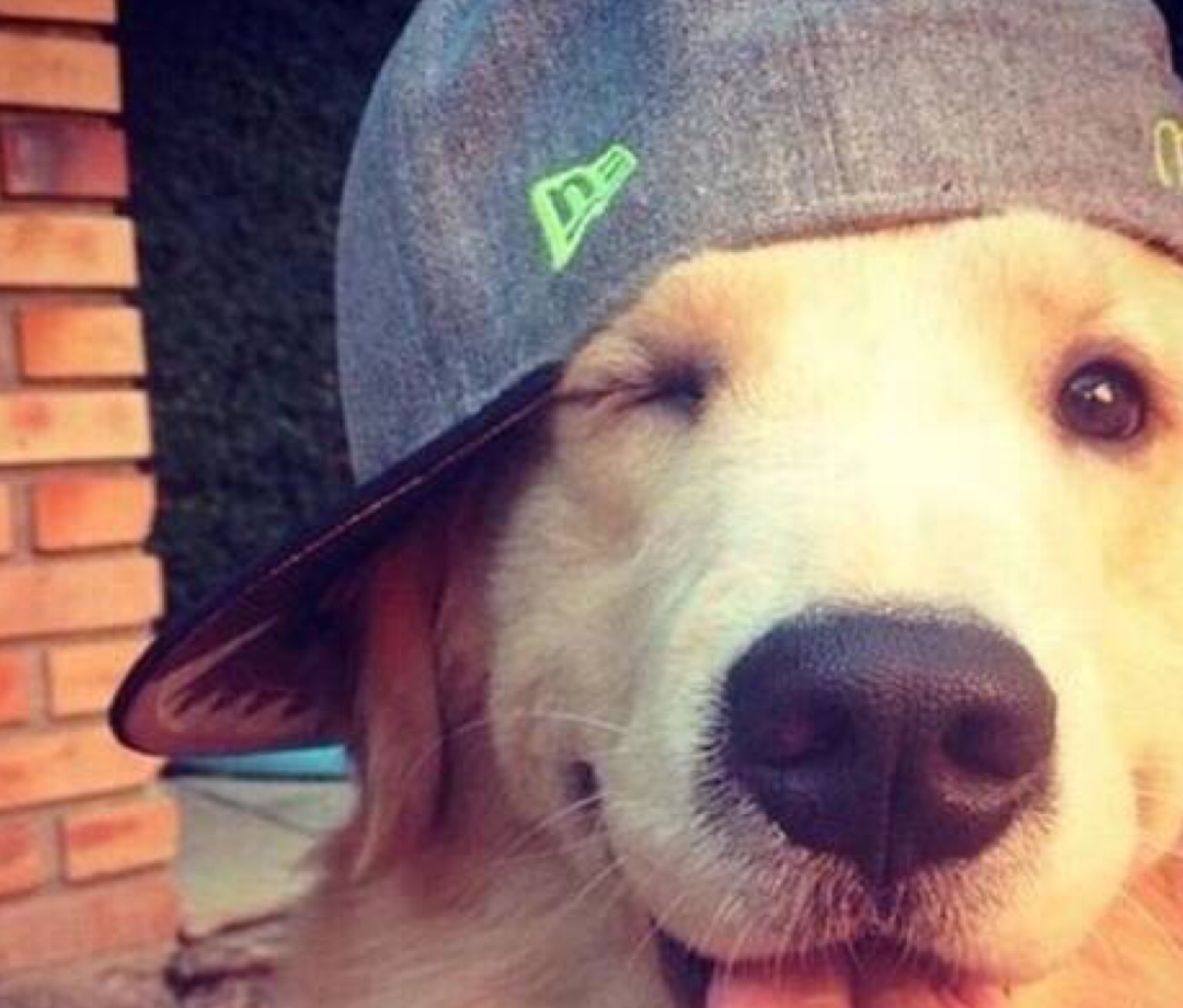 最新狗狗智商排行榜深度解读与观点阐述