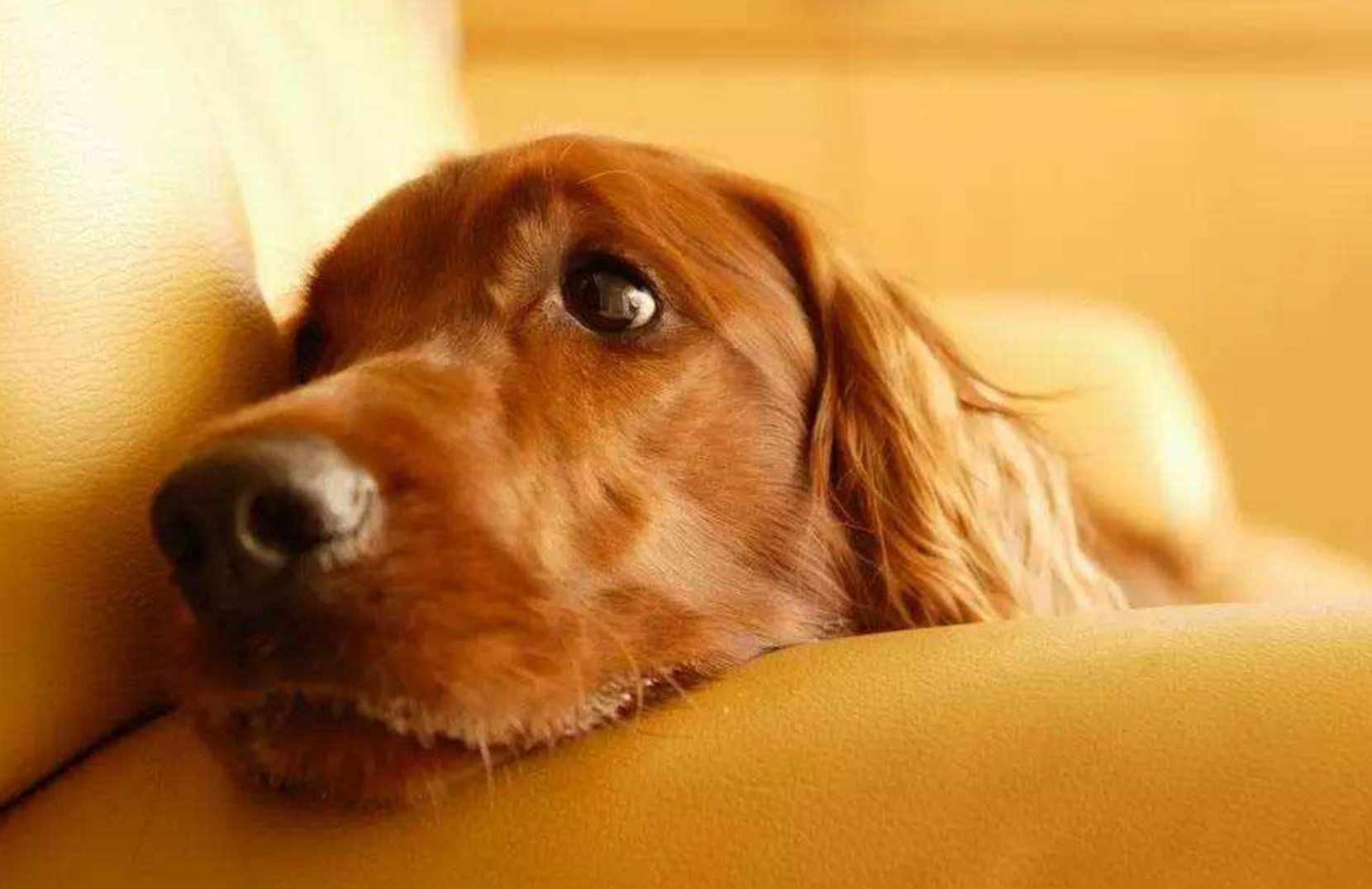 最新狗狗智商排行榜深度解读与观点阐述