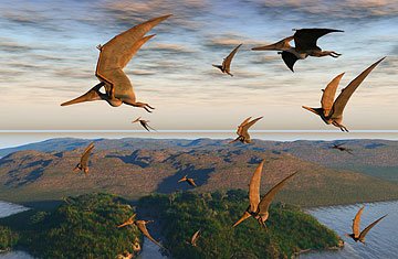 沙鸥最新版本,飞翔的翅膀与不断进化的智慧新探