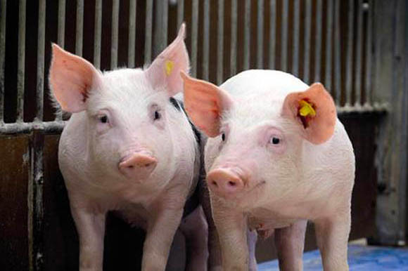 吉林省猪今日最新价格及一场寻找内心平静的旅程