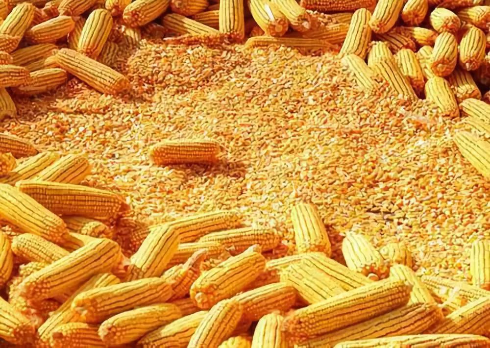 国家最新玉米投放消息,小巷深处的玉米秘境探秘之旅