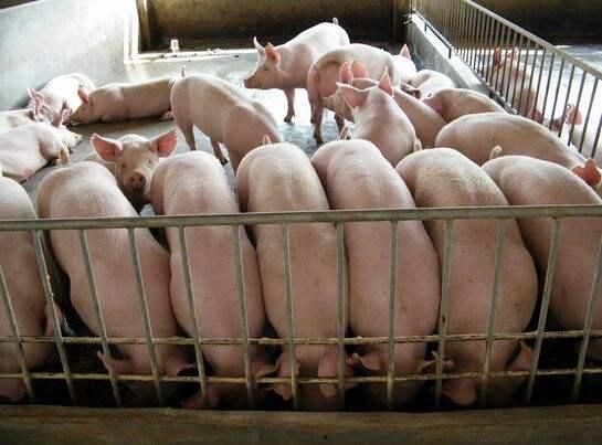 11月最新猪价走势分析,市场趋势与影响因素探讨