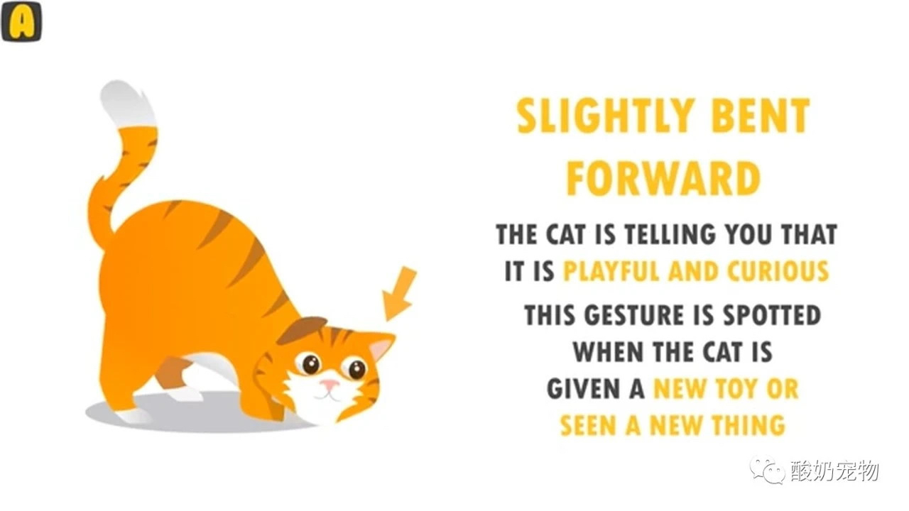 关于猫咪最新VIP破解版的探讨,正反观点与个人立场分析