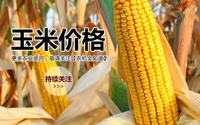内蒙玉米价格今日最新动态,变化中的机遇与学习力量