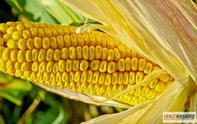 内蒙玉米价格今日最新动态,变化中的机遇与学习力量