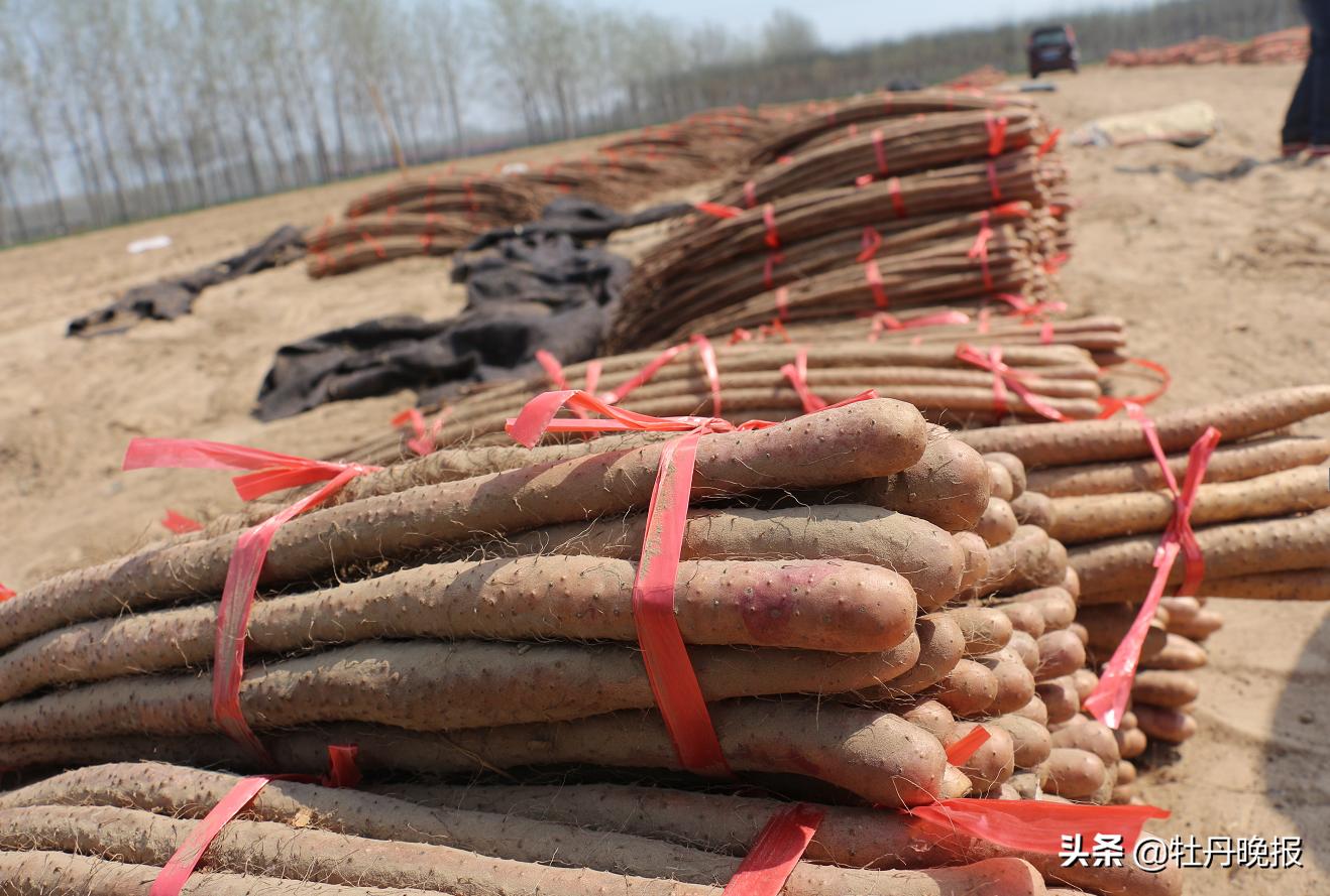 山东山药最新价格行情小红书分享,实时动态一手掌握