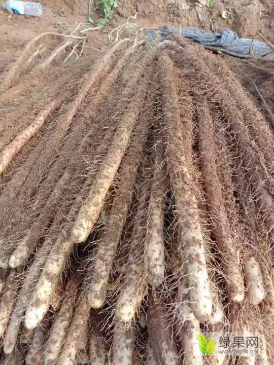 山东山药最新价格行情小红书分享,实时动态一手掌握