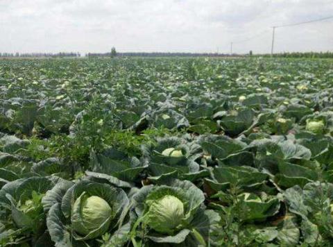 全国包菜行情深度解析与展望