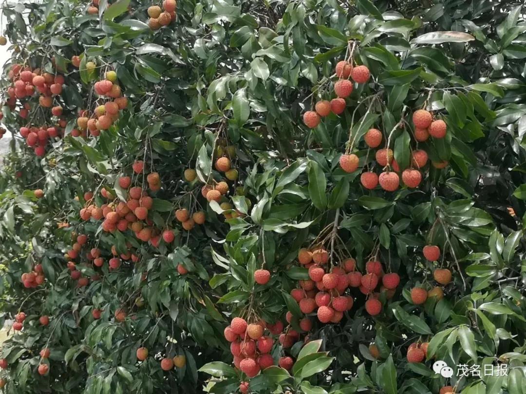 高州资讯速递,历史背景与时代印记的全方位报道