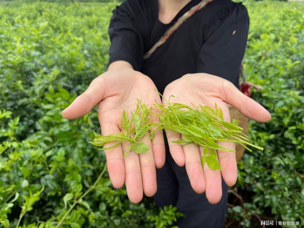 莓茶价格揭秘,小巷深处的独特风味