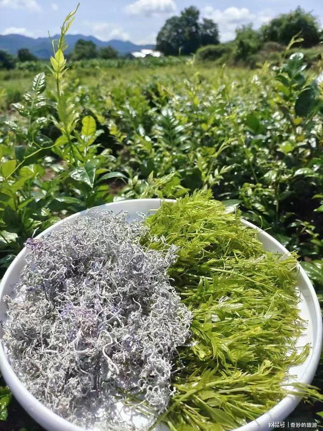 莓茶价格揭秘,小巷深处的独特风味