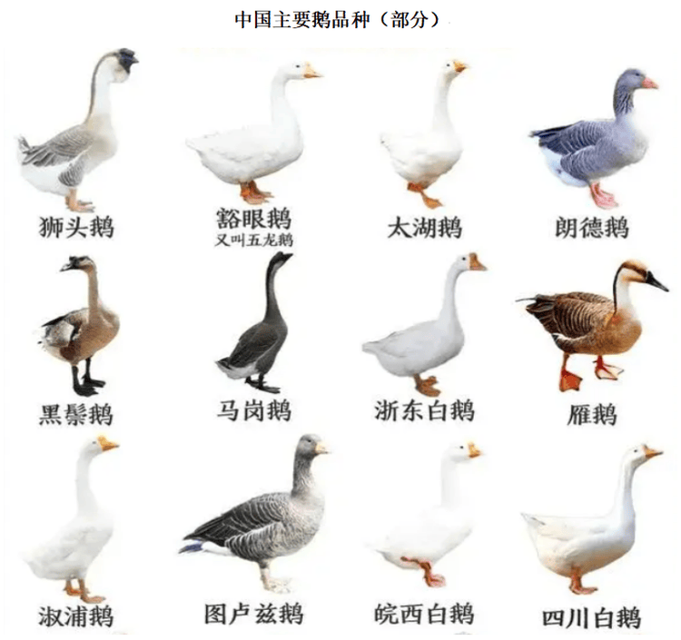 鹅产业行情分析,市场趋势下的鹅行情探讨