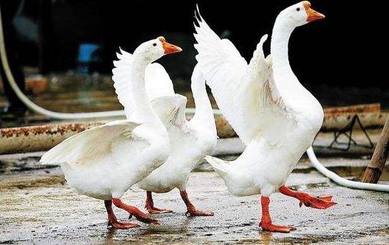 鹅产业行情分析,市场趋势下的鹅行情探讨