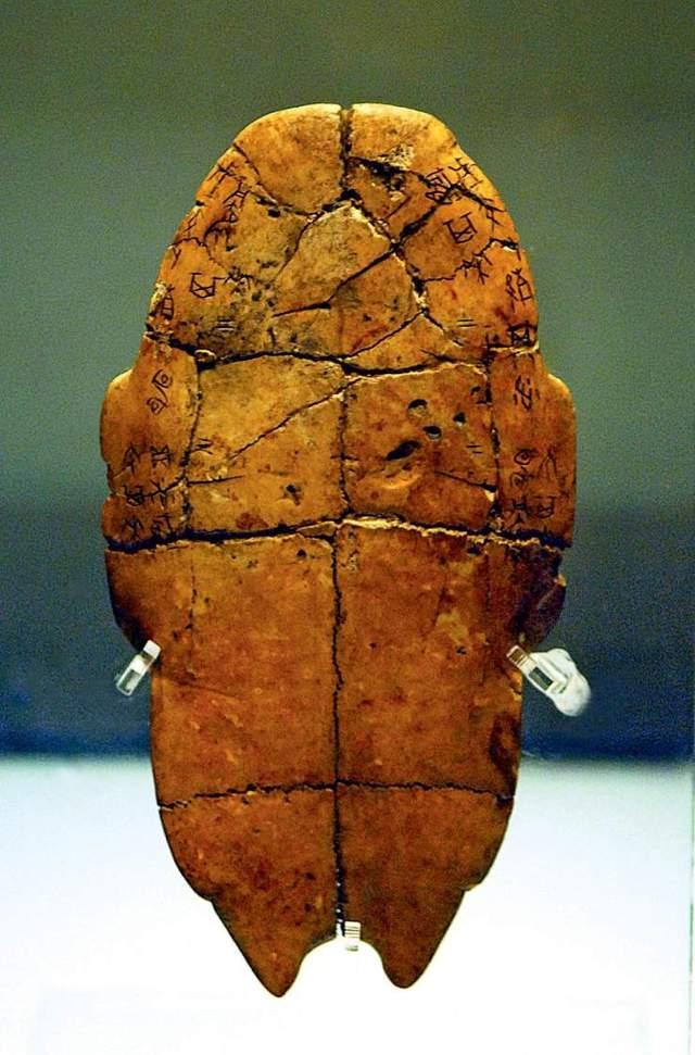 深度探究,龟甲新书背景、事件及影响全解析