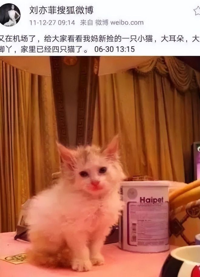 猫咪播放器最新版,学习、成长与自信的猫步之旅