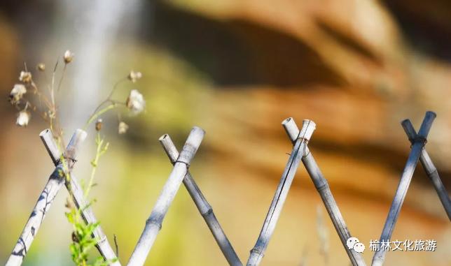 总裁晚间邂逅,自然美景中的心灵之旅最新章节更新速递