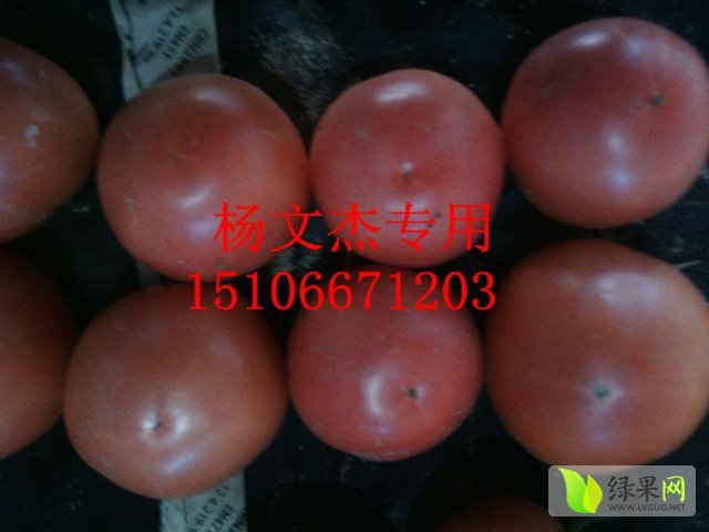 四川今日西红柿行情概览与最新市场分析