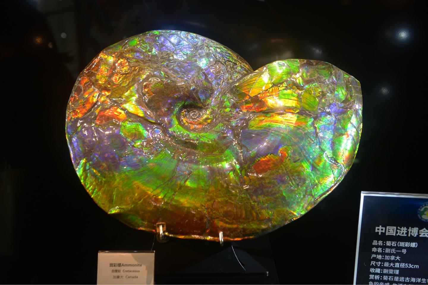 动漫琥珀,梦幻世界的璀璨魅力