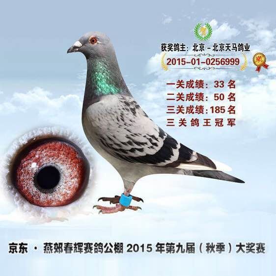 天马公棚秋季任务指南,公告详解与完成步骤揭秘