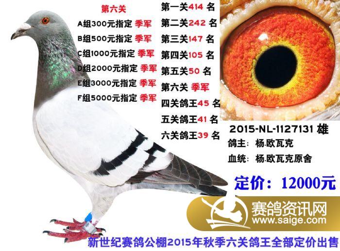 天马公棚秋季任务指南,公告详解与完成步骤揭秘