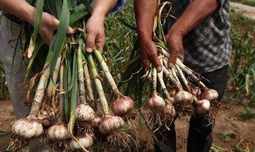 大胃王演员的日常趣事,揭秘大胃王演员的生活点滴