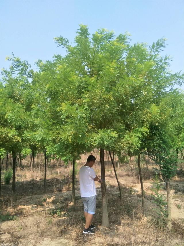 今年国槐价格走势分析,市场现状与趋势预测