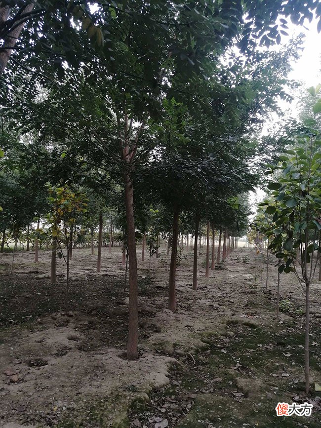 今年国槐价格走势分析,市场现状与趋势预测