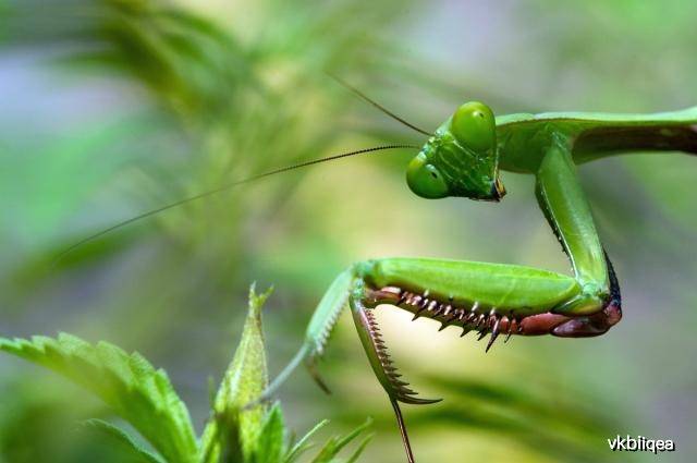 最新昆虫技能盘点,科技重塑微观世界,开启智能生活新体验