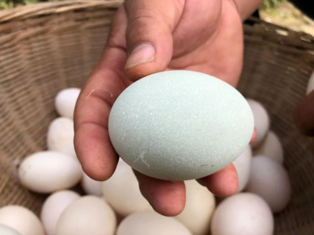 今日鸭蛋价格行情探索,一场寻求内心平静的鸭蛋之旅