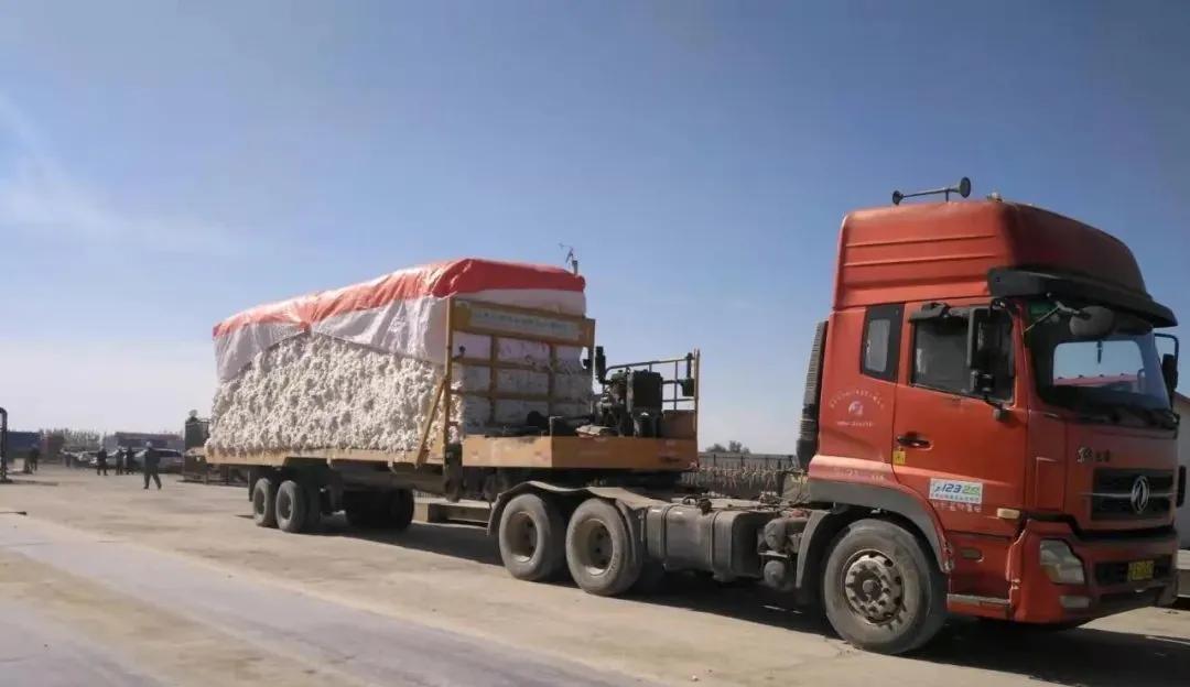 籽棉最新价格回顾与洞察