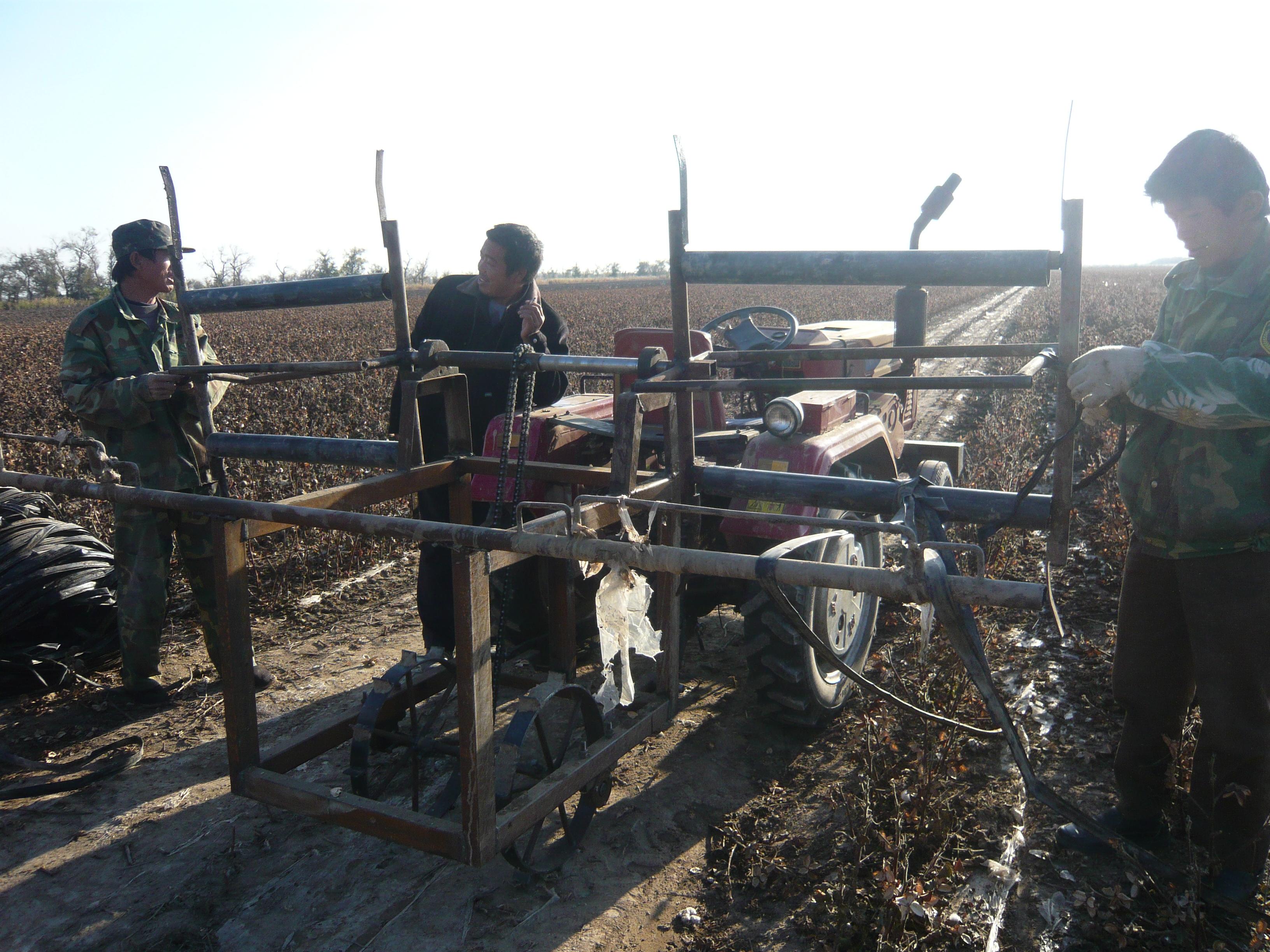 籽棉最新价格回顾与洞察