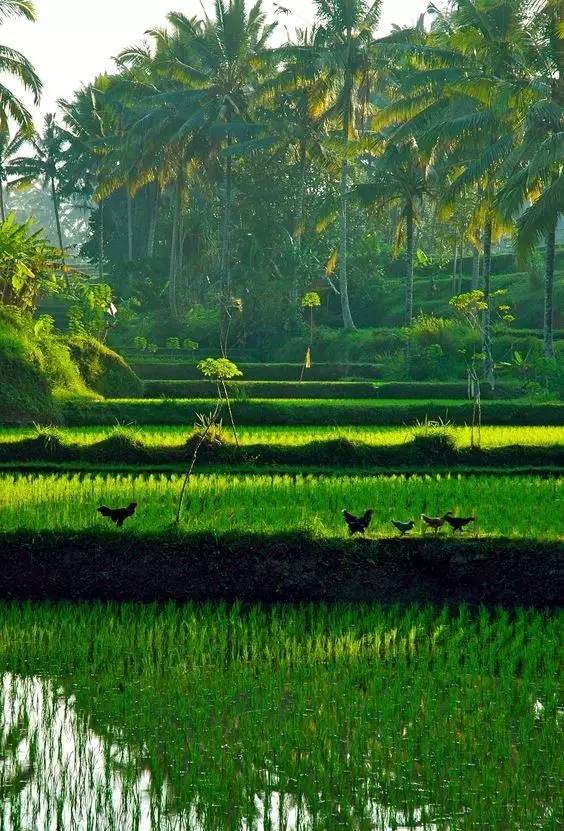 巴厘岛热带风情最新动态揭秘