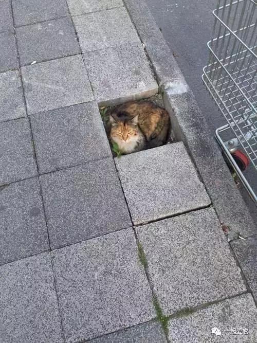 猫咪最新网全方位教程,从初学者到进阶用户的实用指南