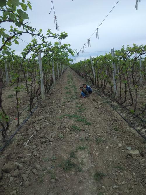 最新科技技术,一场爱与陪伴的奇妙之旅
