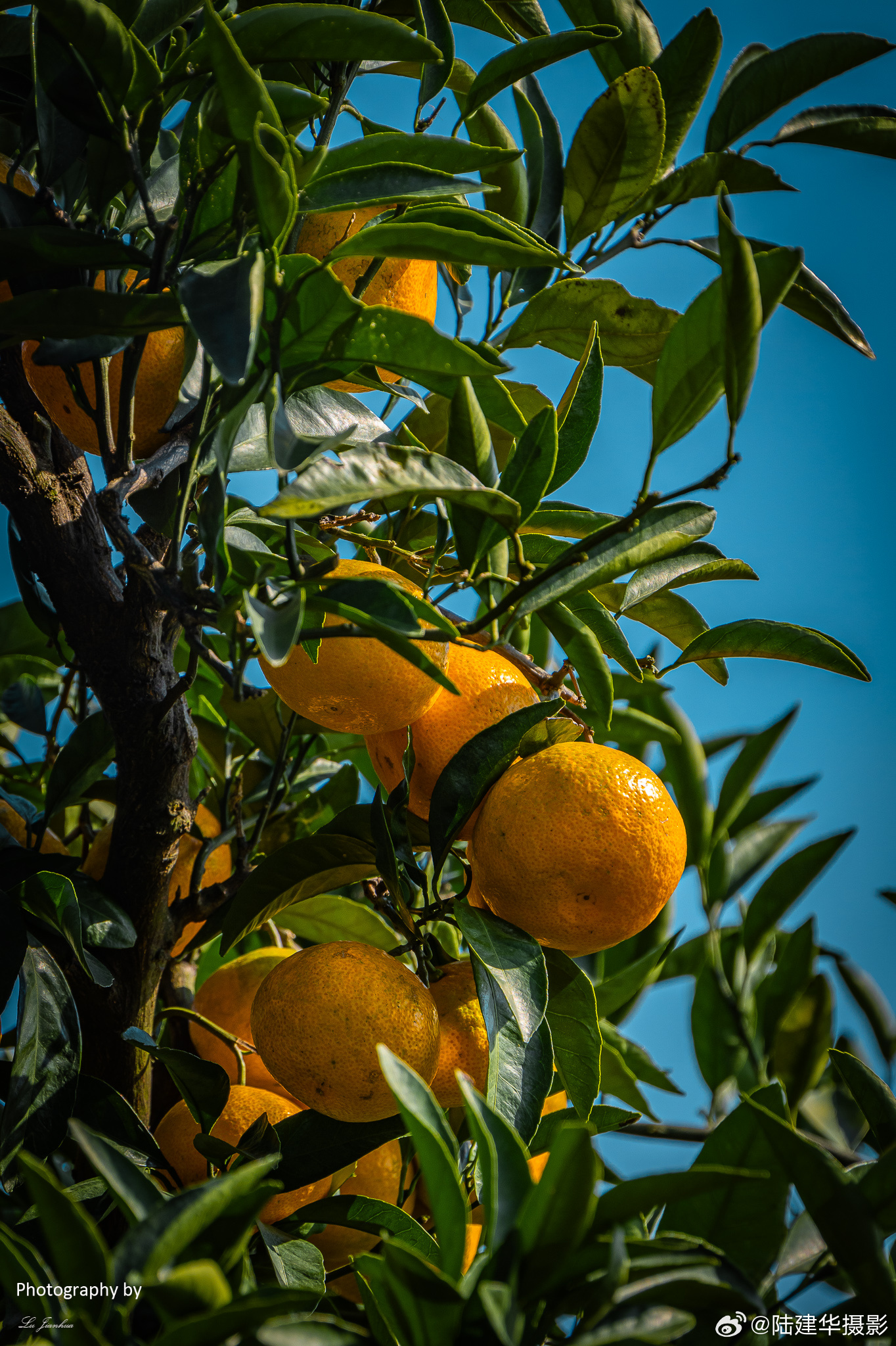 拥抱变化,自信成就梦想,枳最新引领前行之路