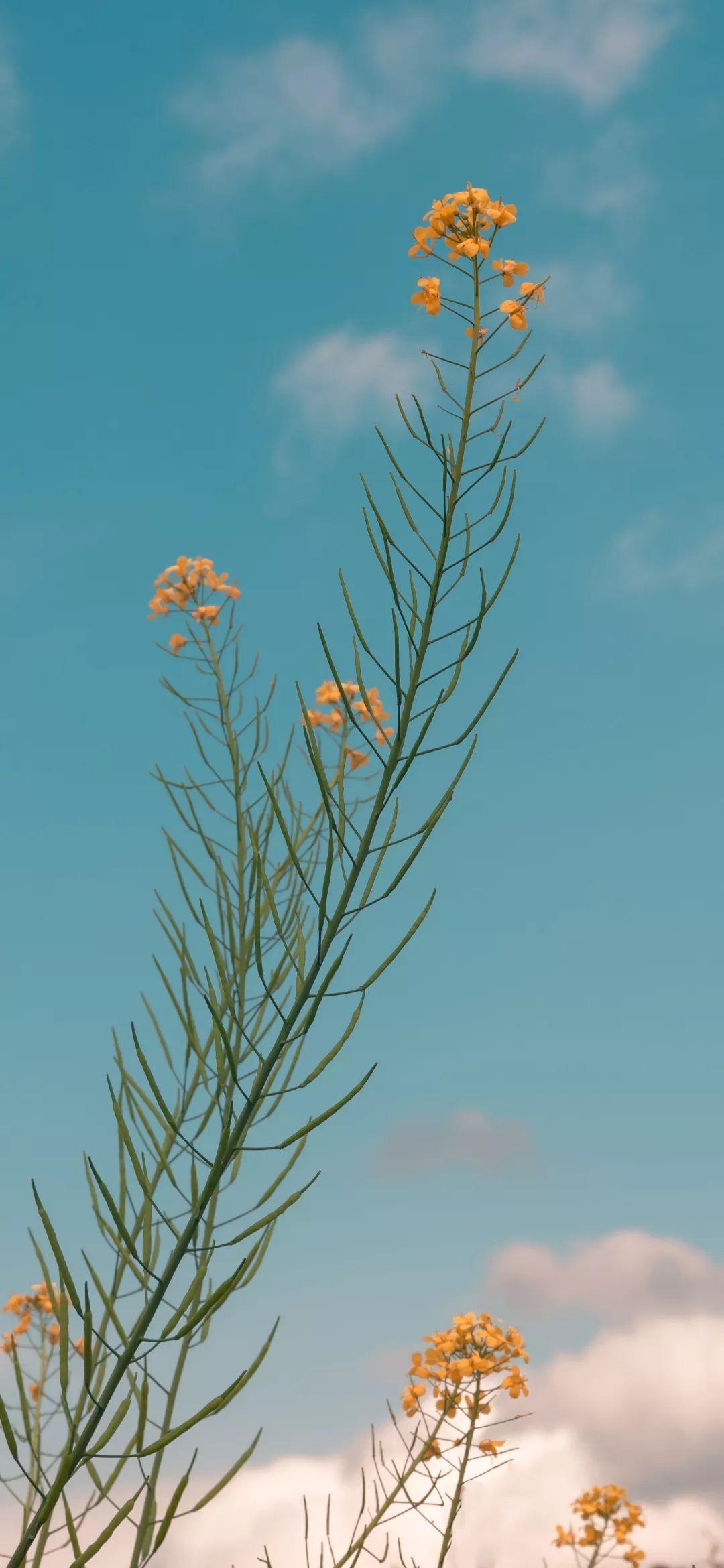 最新天然气价格,心灵与自然的奇妙之旅