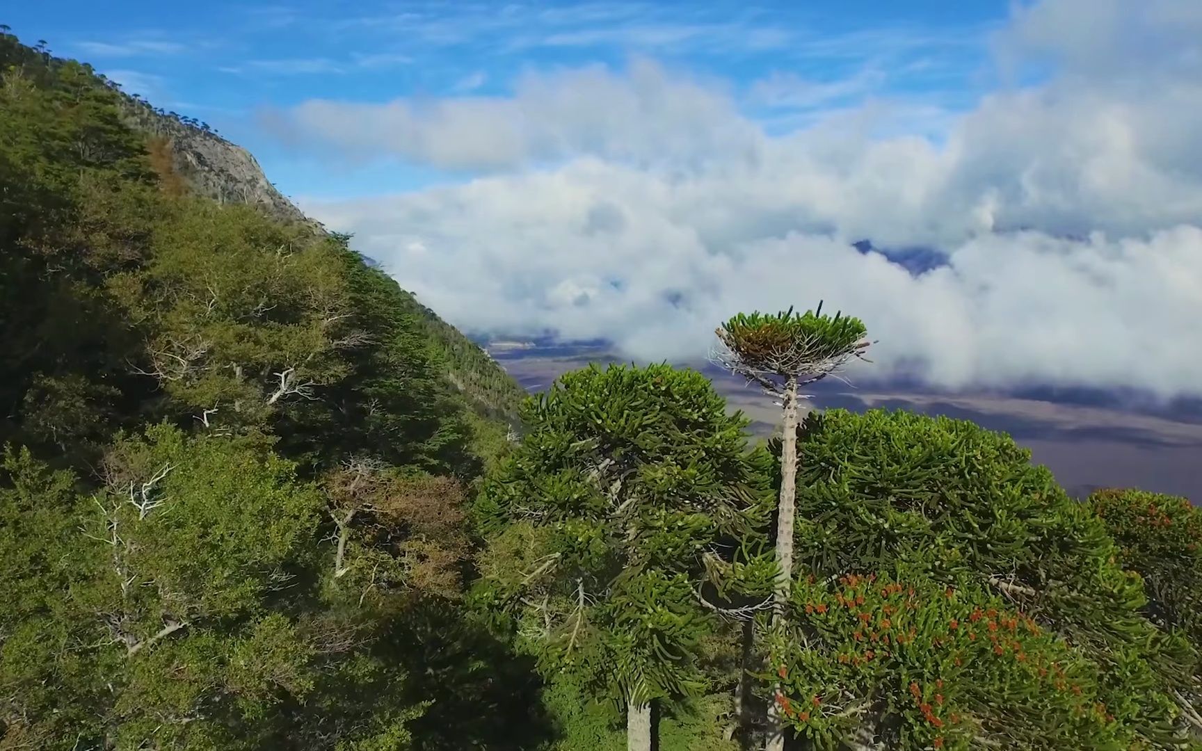 最新ASMR,自然美景的心灵之旅,探寻内心平和与宁静的奥秘