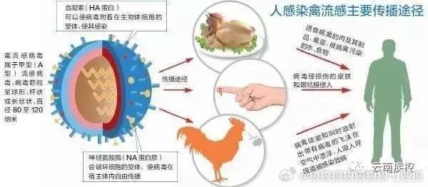 禽流感最新疫情,多方观点与综合分析综述
