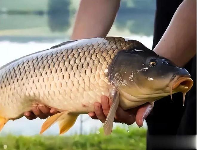 鲤鱼价格行情最新动态,全面步骤指南助你洞悉市场趋势