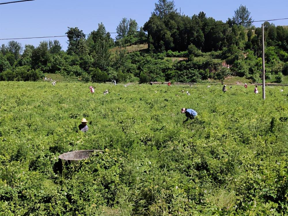 新时代财富探索,最新致富项目揭秘,开启财富之路