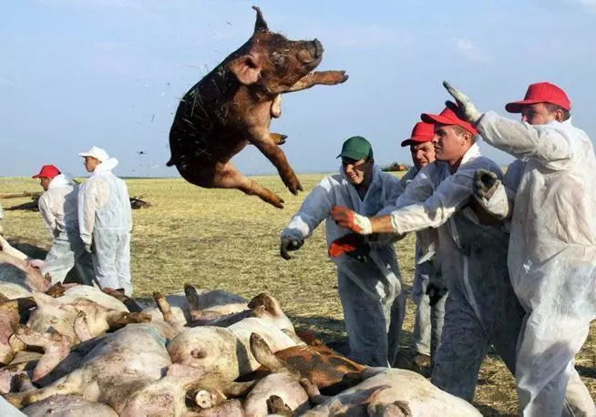 非洲猪瘟最新疫情动态与科技先锋联手护卫畜牧安全